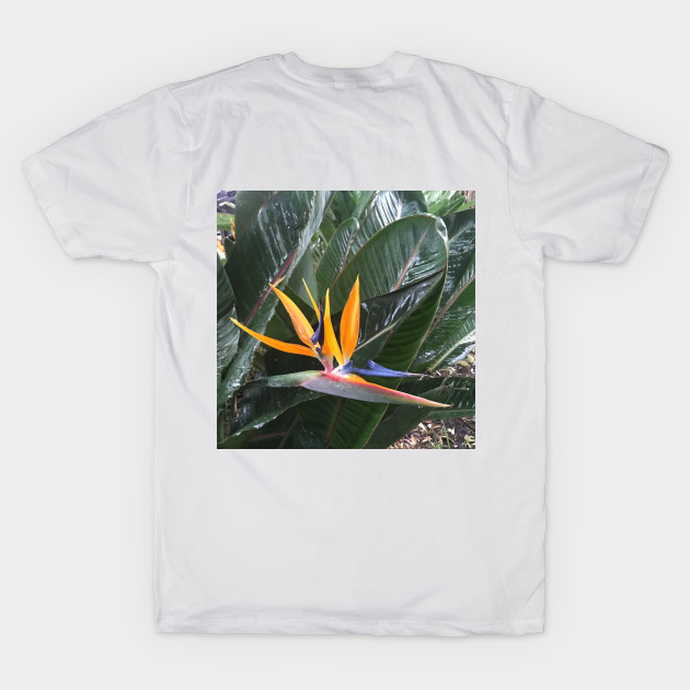 Bird of Paradise - colourful plant design by Miss Santa's Store